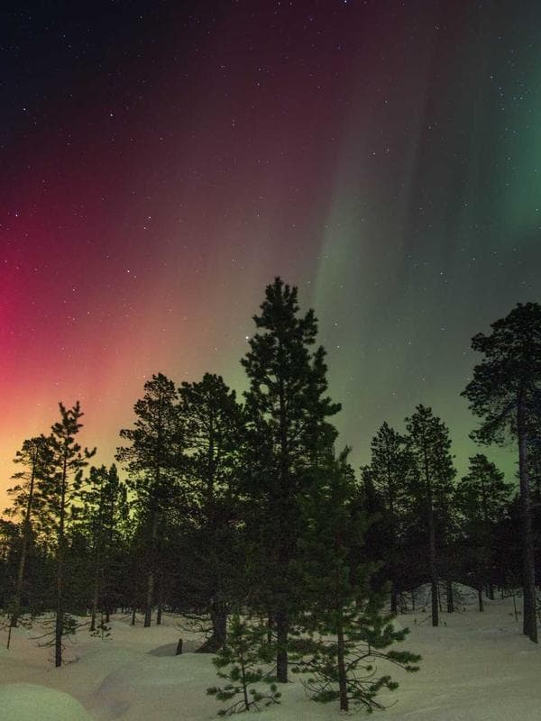 Faja Cinturilla Latex DALK - Vista lateral